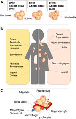 The benefits of adipocyte metabolism in bone health and regeneration